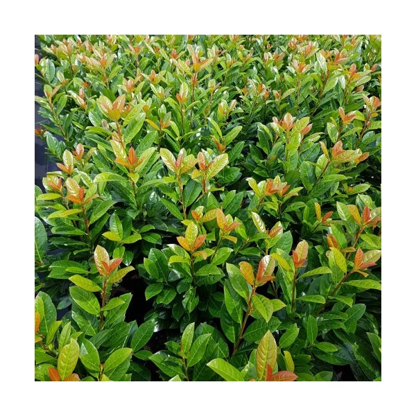 Prunus laurocerasus 'Antonius' - Babérmeggy