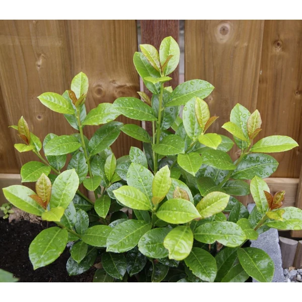 Prunus laurocerasus 'Antonius' - Babérmeggy