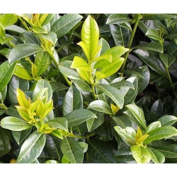 Prunus laurocerasus 'Baumgartner' - Babérmeggy