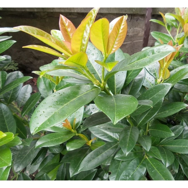 Prunus laurocerasus 'Baumgartner' - Babérmeggy