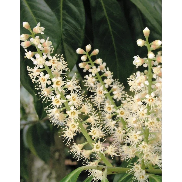 Prunus laurocerasus 'Baumgartner' - Babérmeggy