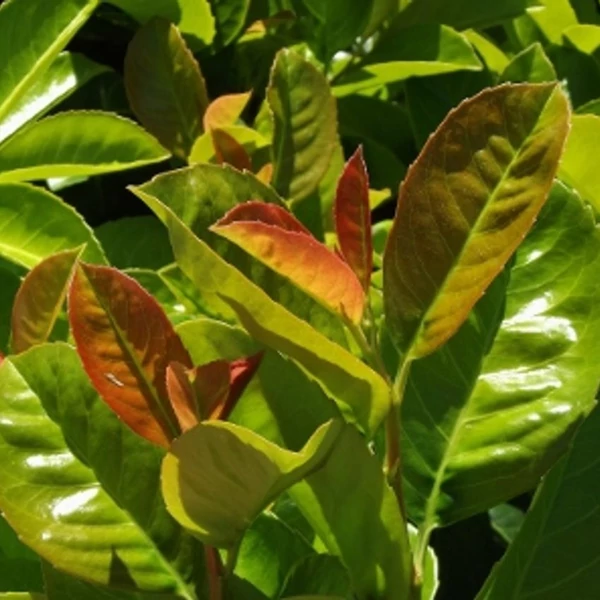 Prunus laurocerasus 'Baumgartner' - Babérmeggy