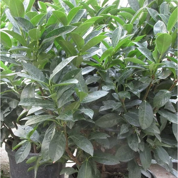 Prunus laurocerasus 'Cippora' - Babérmeggy