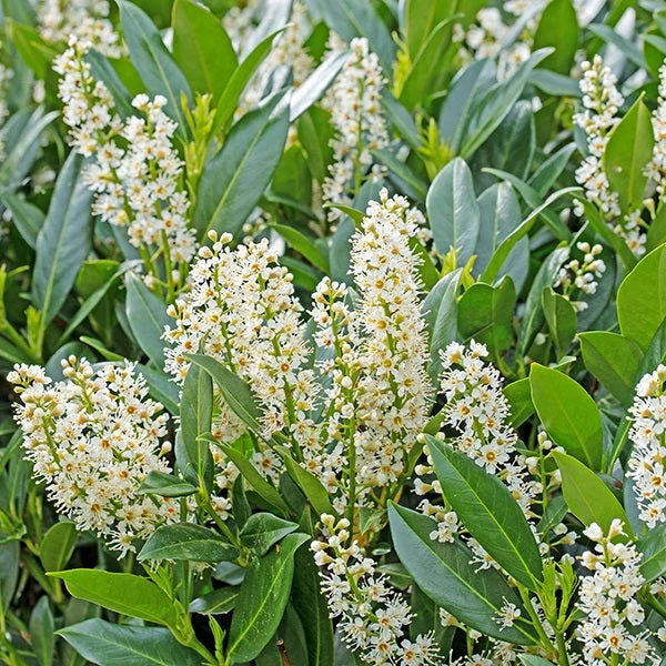 Prunus laurocerasus 'Elly' - Babérmeggy