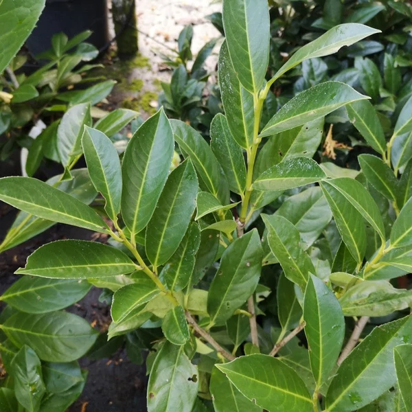 Prunus laurocerasus 'Elly' - Babérmeggy