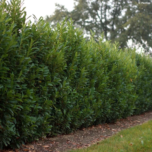 Prunus laurocerasus 'Elly' - Babérmeggy