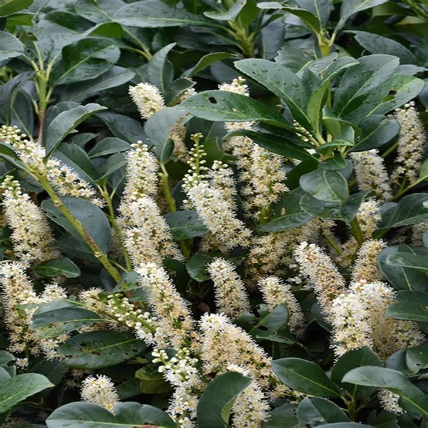Prunus laurocerasus 'Etna' (syn. 'Anbri') - Babérmeggy