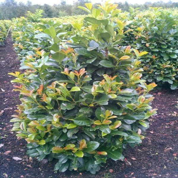 Prunus laurocerasus 'Etna' (syn. 'Anbri') - Babérmeggy