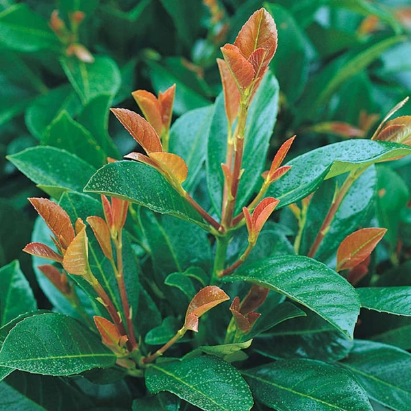 Prunus laurocerasus 'Etna' (syn. 'Anbri') - Babérmeggy