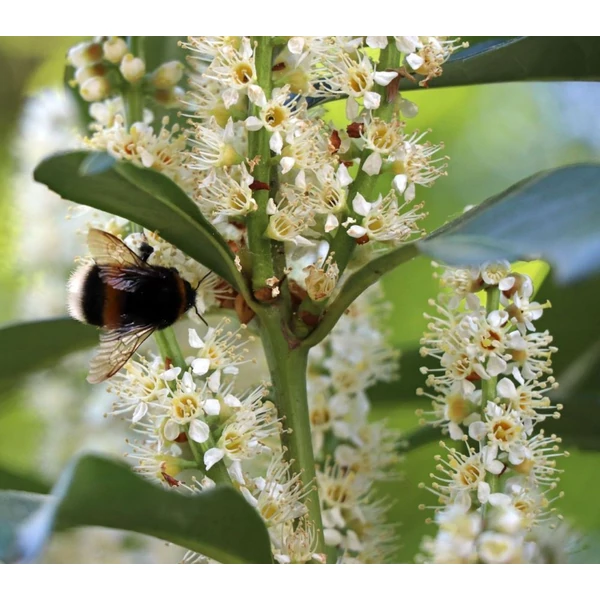 Prunus laurocerasus 'Genolia' - Babérmeggy
