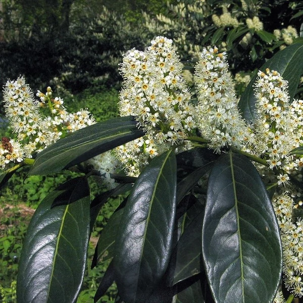 Prunus laurocerasus 'Herbergii' - Babérmeggy