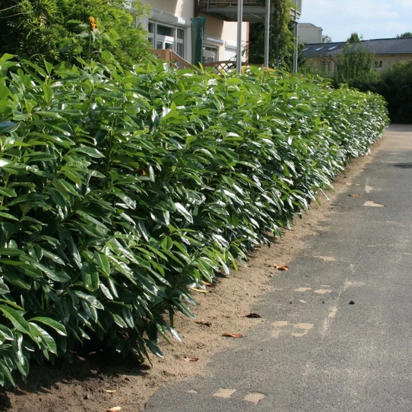 Prunus laurocerasus 'Herbergii' - Babérmeggy