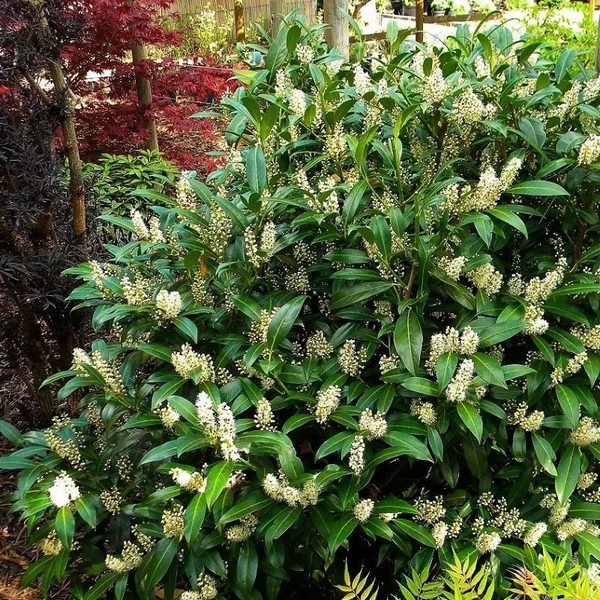 Prunus laurocerasus 'Herbergii' - Babérmeggy
