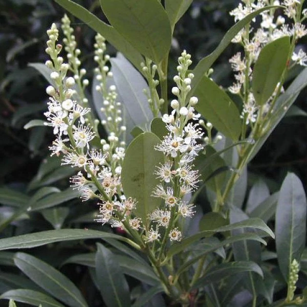 Prunus laurocerasus 'Herbergii' - Babérmeggy