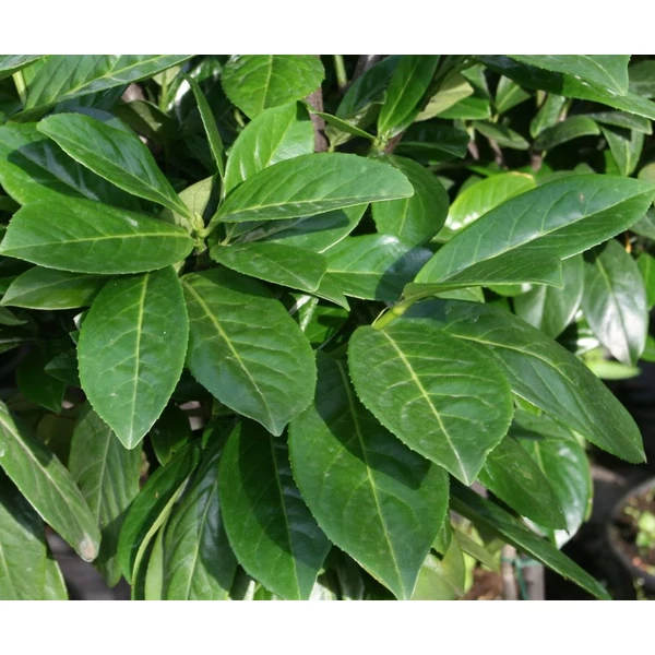 Prunus laurocerasus 'Novita' - Babérmeggy
