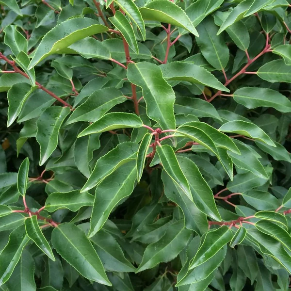 Prunus lusitanica 'Angustifolia' - Portugál babérmeggy