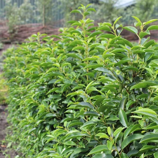 Prunus lusitanica 'Angustifolia' - Portugál babérmeggy