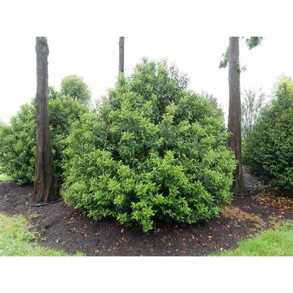 Prunus lusitanica 'Angustifolia' - Portugál babérmeggy