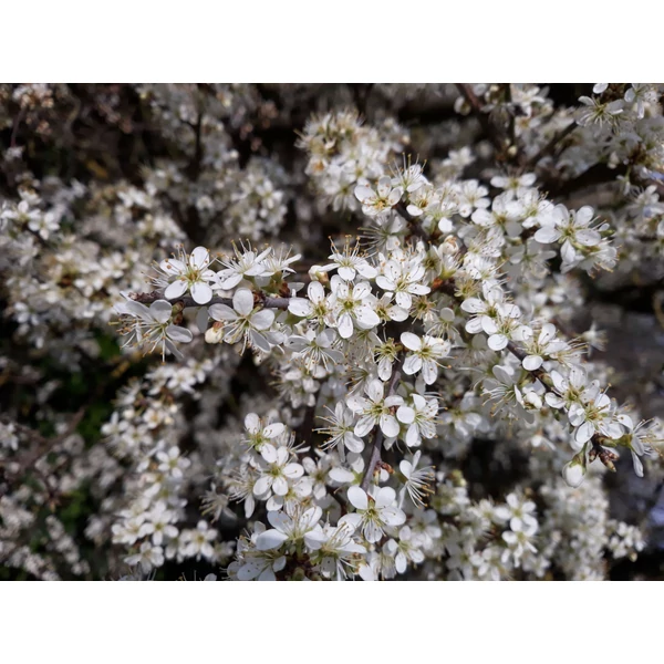 Prunus spinosa - Kökény