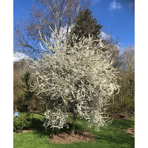 Prunus spinosa - Kökény