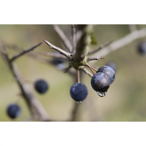 Prunus spinosa - Kökény