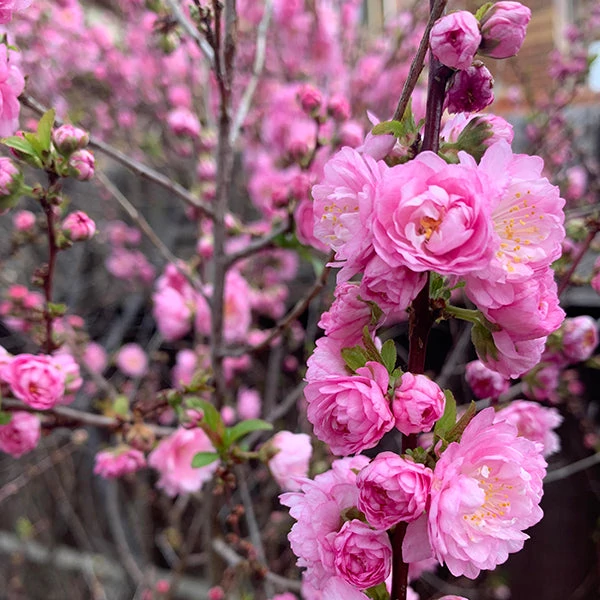 Prunus triloba 'Rosenmund' - Babarózsa