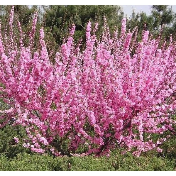 Prunus triloba 'Rosenmund' - Babarózsa