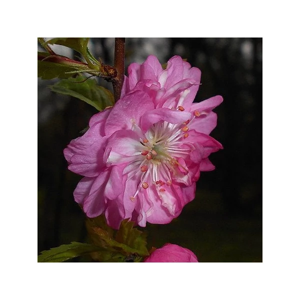 Prunus triloba 'Rosenmund' - Babarózsa