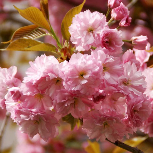 Prunus triloba 'Rosenmund' - Babarózsa
