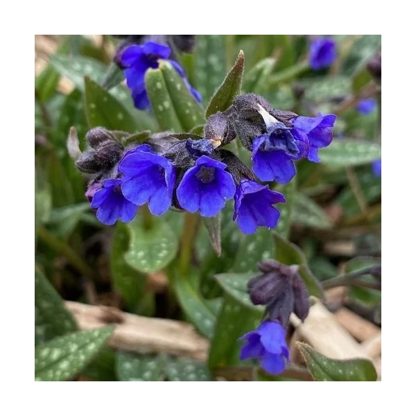 Pulmonaria 'Miss Elly' – Tüdőfű
