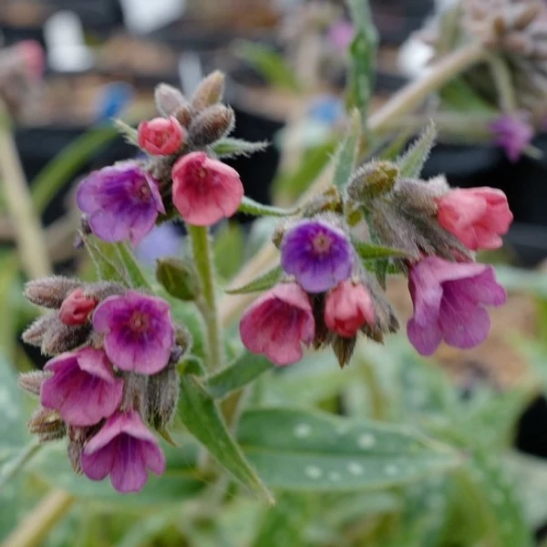 Pulmonaria 'Miss Elly' – Tüdőfű