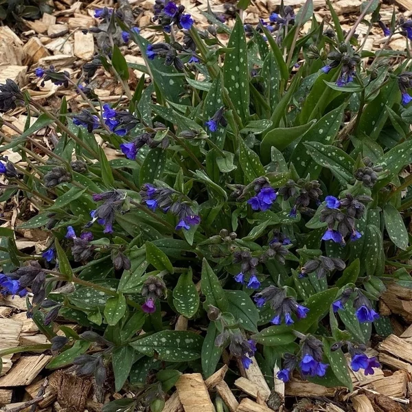 Pulmonaria 'Miss Elly' – Tüdőfű