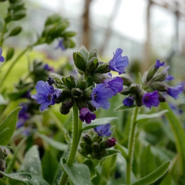 Pulmonaria 'Miss Elly' – Tüdőfű