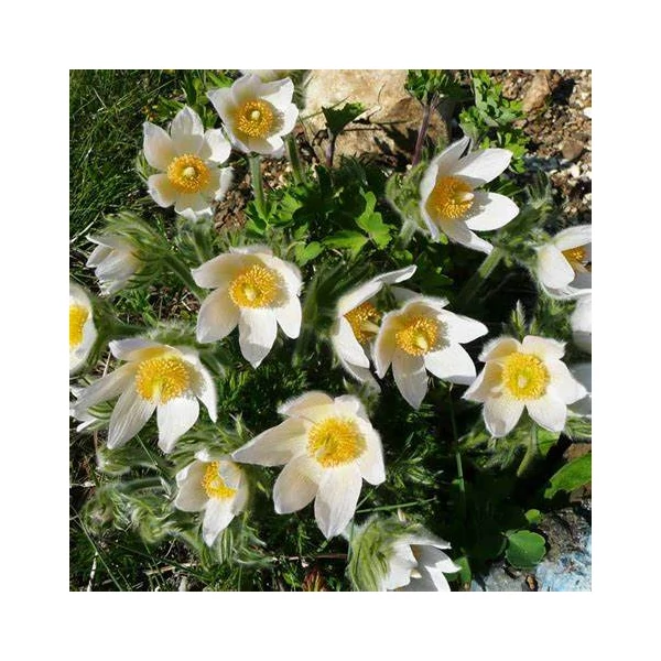 Pulsatilla vulgaris 'Pinwheel White' - Nyugati kökörcsin