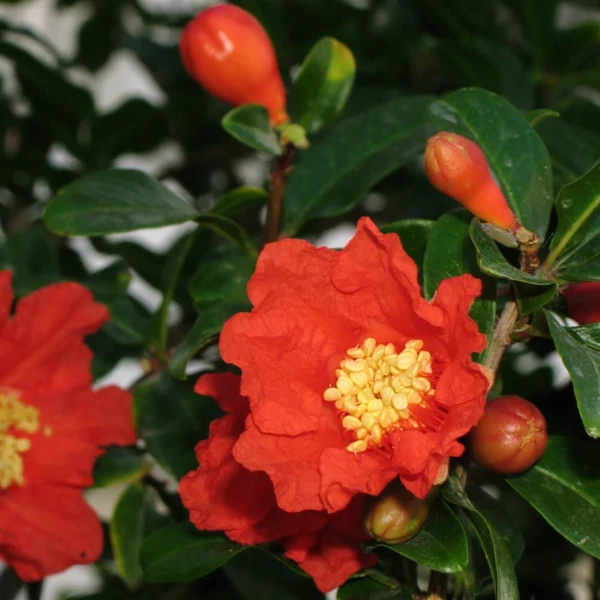 Punica granatum - Gránátalma, termős