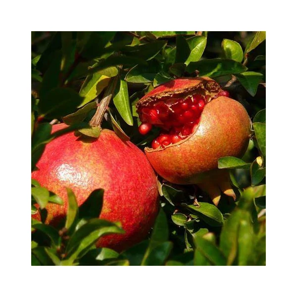 Punica granatum - Gránátalma, termős
