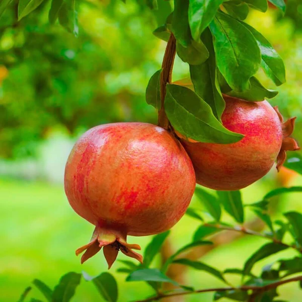 Punica granatum - Gránátalma, termős