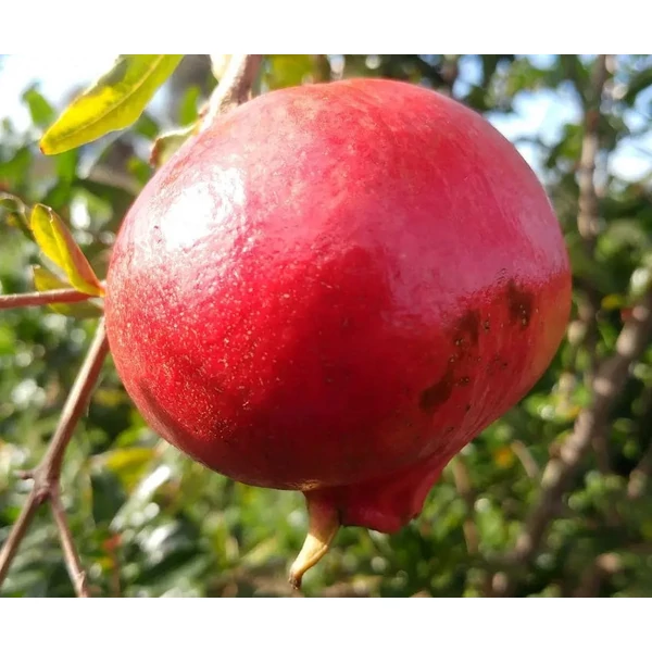 Punica granatum 'Hicaz' - Gránátalma, termős