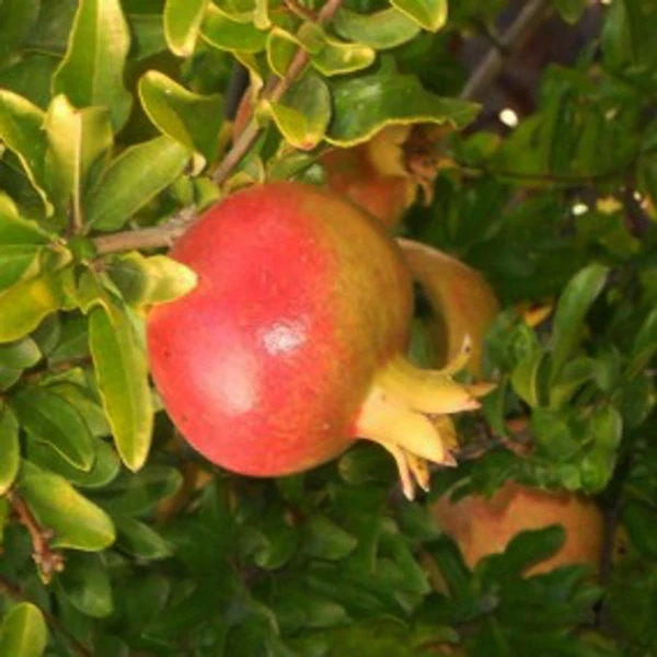 Punica granatum 'Hicaz' - Gránátalma, termős