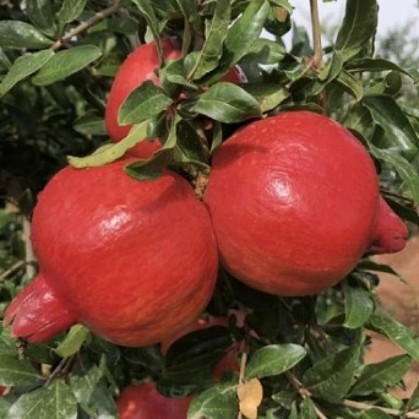 Punica granatum 'Iliana' - Gránátalma, termős
