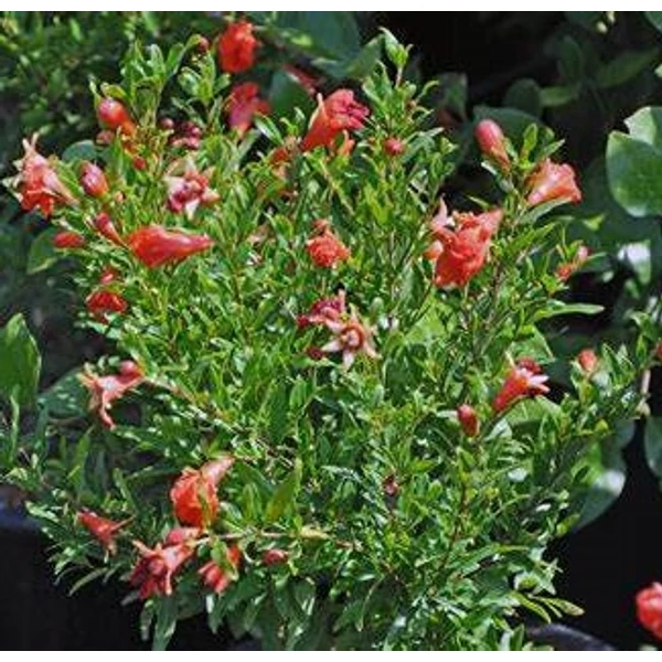 Punica granatum 'Wonderful' - Gránátalma, termős