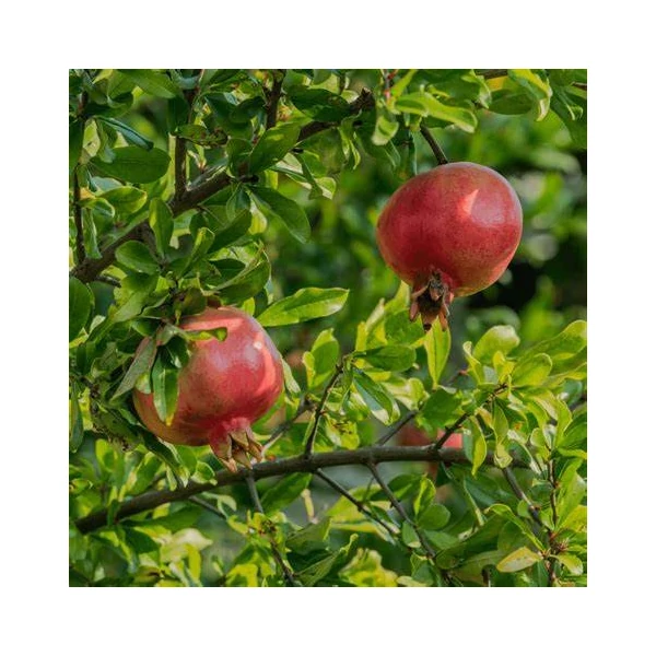 Punica granatum 'Wonderful' - Gránátalma, termős