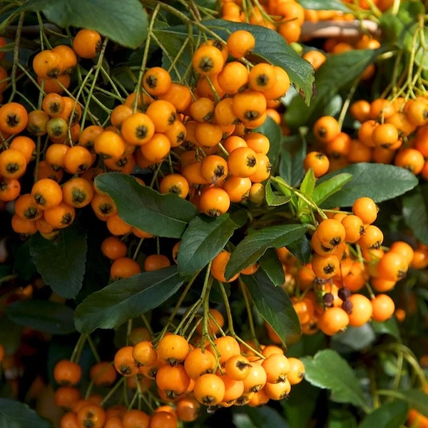Pyracantha coccinea 'Golden Charmer' - Tűztövis