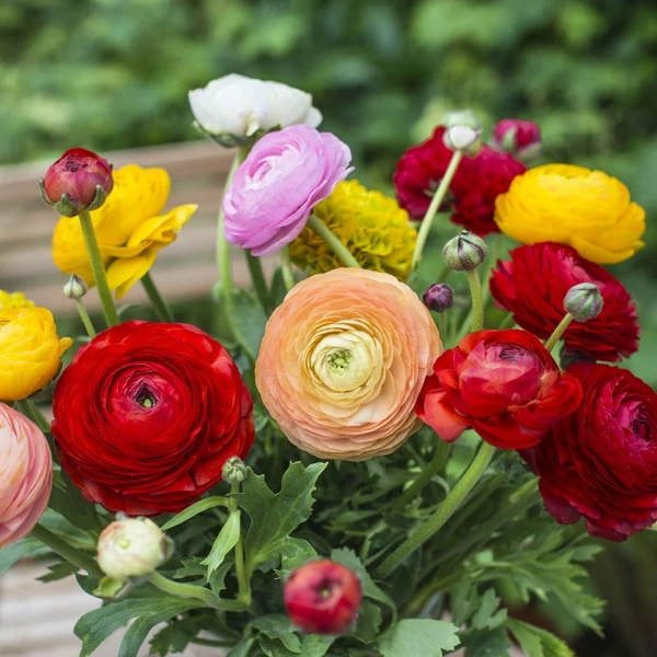 Ranunculus asiaticus - Ázsiai boglárka, színkeverék