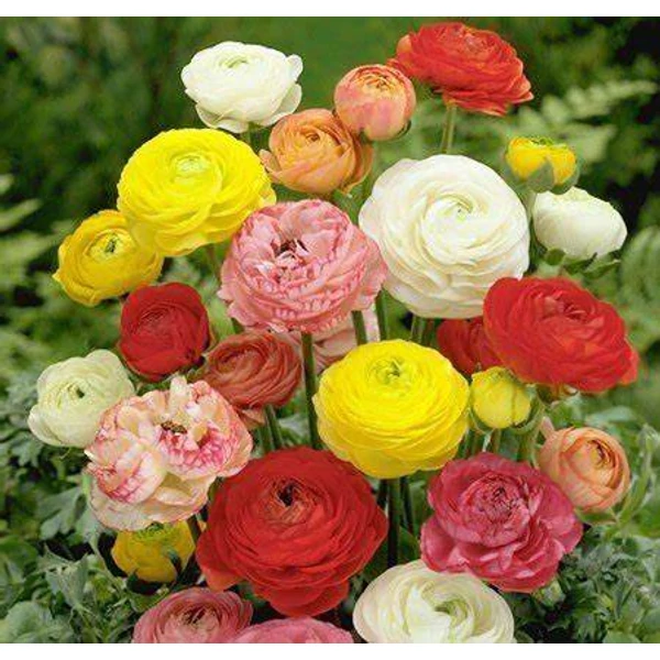 Ranunculus asiaticus - Ázsiai boglárka, színkeverék