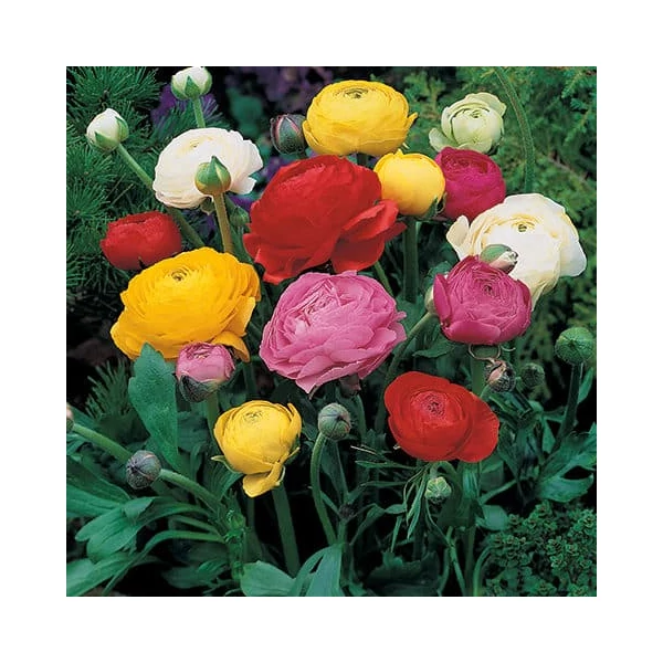 Ranunculus asiaticus - Ázsiai boglárka, színkeverék