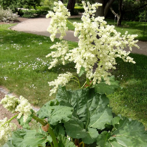 Rheum rhabarbarum - Rebarbara