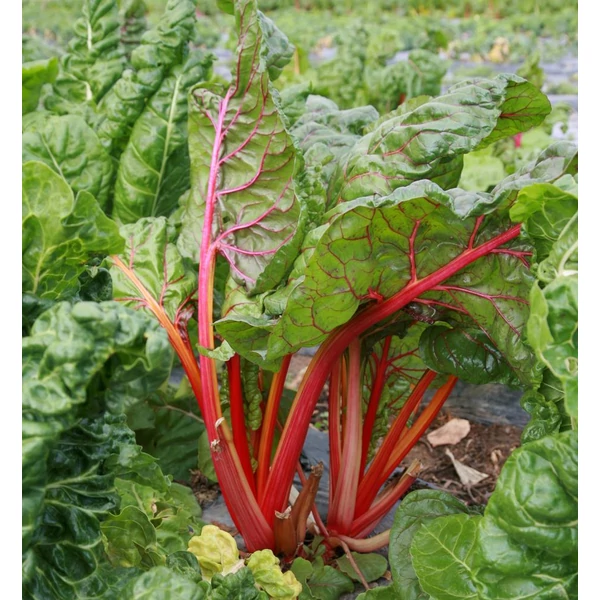 Rheum rhabarbarum - Rebarbara
