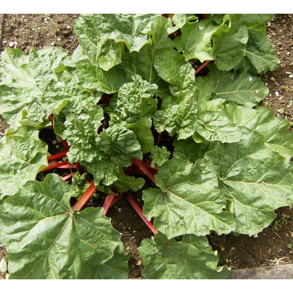 Rheum rhabarbarum - Rebarbara