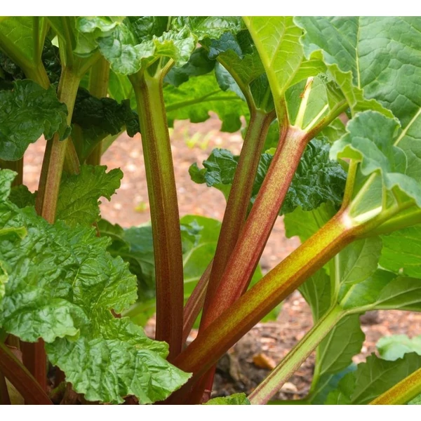 Rheum rhabarbarum - Rebarbara